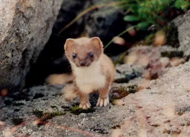 白山の野生動物 04