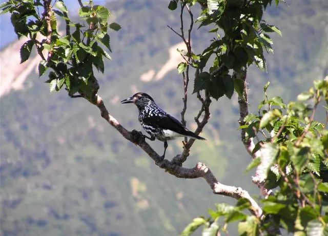 白山の野生動物 07