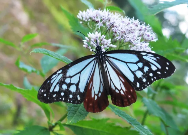 白山の野生動物 09
